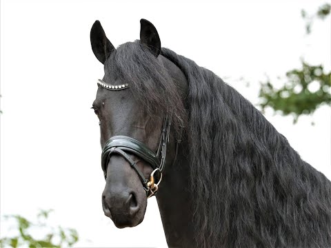 Stal Okkema's Brend - Thorben x Norbert - stallion - 1.70m - 2016