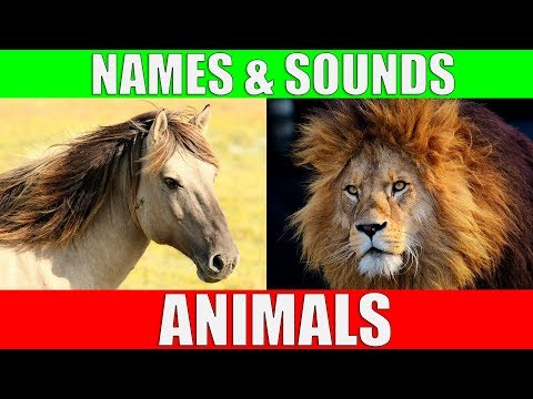 ANIMAL NAMES AND SOUNDS for Kids Video Compilation - Learn Animal Names for Children & Toddlers