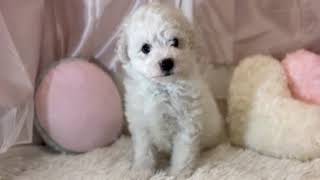 ビションフリーゼの動画01