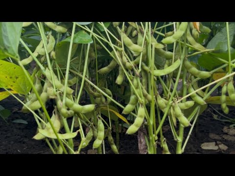 Soyabin New Verayty RS 07 फली की अवस्था पर ,,बोल्ड दाने 3 दाने की फली में,,#kisan #khategaon 