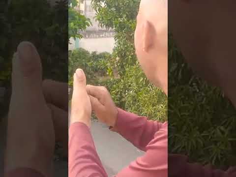 Captura de este palomo con el dueño presente los jimagua