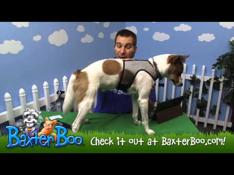 download lagu mp3 mp4 Cool Mesh Dog Harness, download lagu Cool Mesh Dog Harness gratis, unduh video klip Cool Mesh Dog Harness