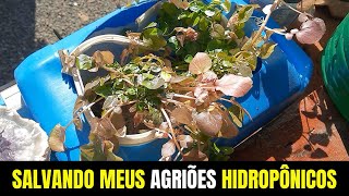 Salvando meus agriões hidropônicos