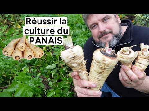 How to successfully grow parsnips [TUTORIAL]
