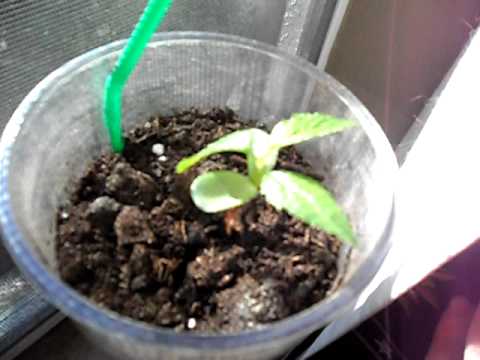 How to Germinate Apple and Pear Seeds Quickly and Easily  The Real Know How