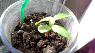 How to Germinate Apple and Pear Seeds Quickly and Easily