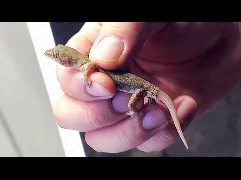 都会でゴミとかGとか食ってるヤモリ食べる