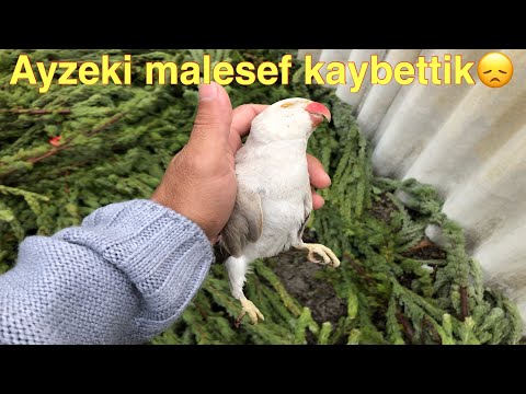 download lagu mp3 mp4 Ayzek, download lagu Ayzek gratis, unduh video klip Download Ayzek Mp3 dan Mp4 Youtube Gratis