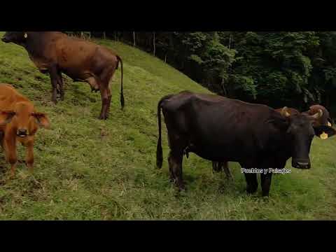 @Venecia Génova Quindío 