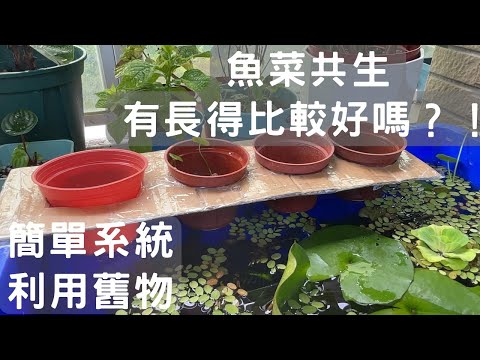 黃金葛水栽養魚