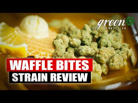 Canadian Cannabis | Waffle Bites Review | Strain Review SOUR OG X CAKE