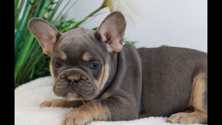 Video preview image #1 French Bulldog Puppy For Sale in EPHRATA, PA, USA