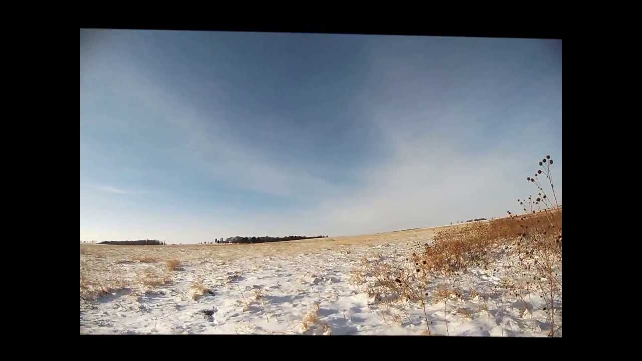 Cesky Fouseks Hunting Winter Roosters