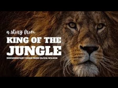 The Strongest LION PRIDE in Luangwa Valley   National Geographic