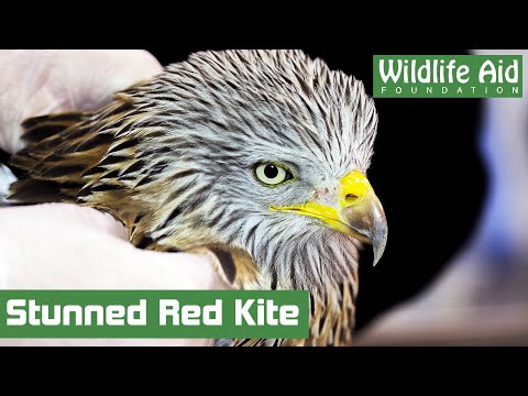 Downed RED KITE makes a remarkable recovery!