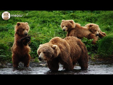 Brown Bear Catches Bird