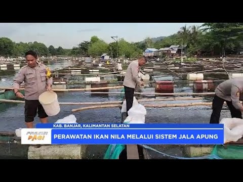 MERAWAT IKAN NILA UNTUK KETAHANAN PANGAN ALA POLSEK ARANIO