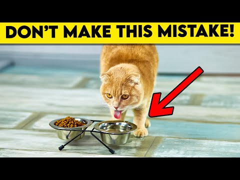 This Common Mistake Can Shorten Your Cat's Life