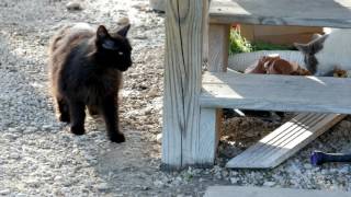CENTRAL TEXAS FELINE RESCUE CTFR