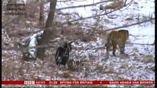 Tiger & Goat (Amur and Timur) - BBC World News - 3rd January 2016