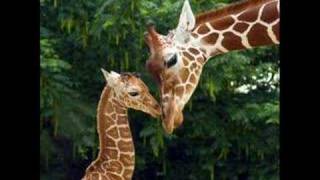 Herb Alpert - Mexican Shuffle