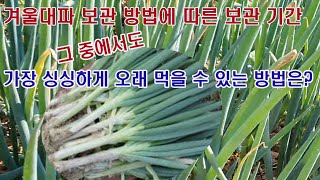 겨울대파 보관 방법에 따른 보관 기간. 그 중에서도 가장 싱싱하게 오래 먹을 수 있는 방법은?(대파 재배, …