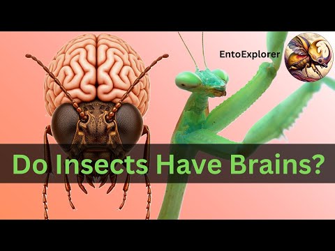 Introduction to Insect Morphology / Insect Anatomy - Part 20 - The Insect Brain