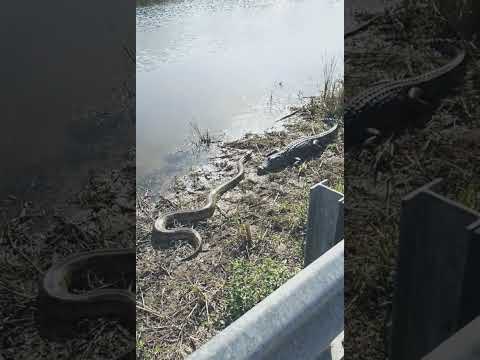 Silent killers crossing paths 🐊🐍. No fight. /#shorts #wildlife #crocodile #python #nature #rive