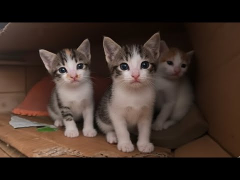 The poor mother cat trusts me and accompanies me so that I can see her kittens.