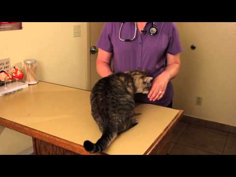 Helping Blind Cats : Cat Health