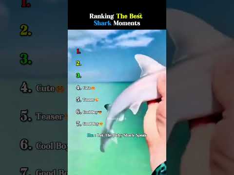 Ranking the Best Shark Moments 💀🥶