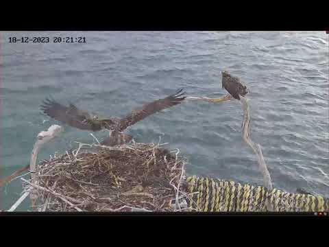 Weekly Summary from Port Lincoln Osprey | 24-12-2023