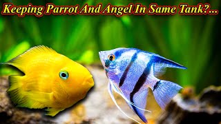 Can We Keep Parrot Fish And Angel Fish In Same Tank?... Any Problems And Tips  / Fish Aquarium Tamil
