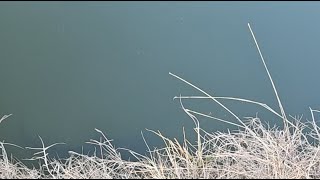 Big Catfish Feeding Time!