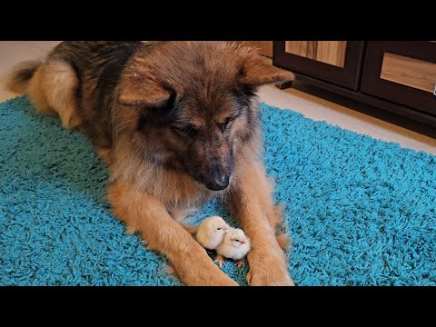 ARES BECAME A CHICKEN FATHER AGAIN! - We're waiting for more!