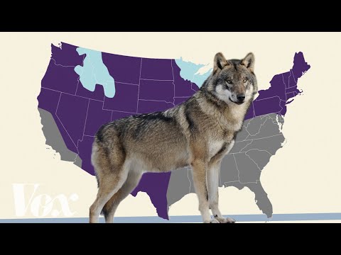 1st YouTube video about are there wolves in vermont