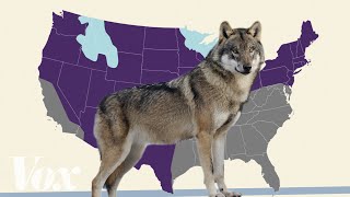 Is the gray wolf actually endangered?