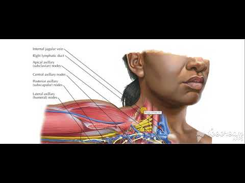 Breast lymphatic drinage 2