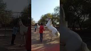 Download lagu Nukro horse breeding mp3