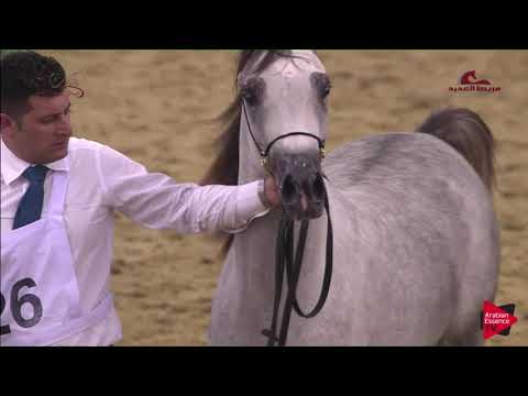 N 26 FARHAN AL ADEED   2019 Al Shaqab Arabian Horse Show Festival   Colts 2 Years Old Class 1B