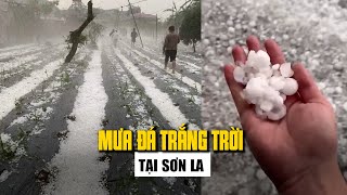 Mưa đá trắng trời Sơn La: 594 ha lương thực, hoa màu hư hỏng