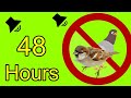 Anti Birds Repellent Sound - calls of birds of prey to scare off pigeons -  sparrows - seagull