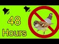 Anti Birds Repellent Sound Calls Of Birds Of Prey To Scare Off Pigeons Sparrows Seagull