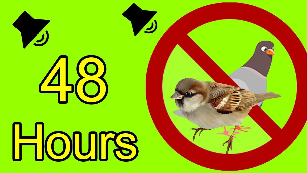 Anti Birds Repellent Sound - calls of birds of prey to scare off pigeons - sparrows - seagull