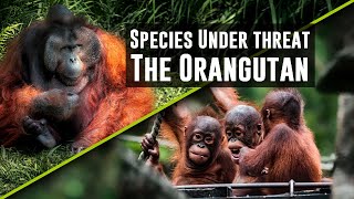 The Orangutan – We study this most fabulous of primates