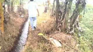 preview picture of video 'Tanah : Dijual tanah pertanian di Cinangneng Bogor'