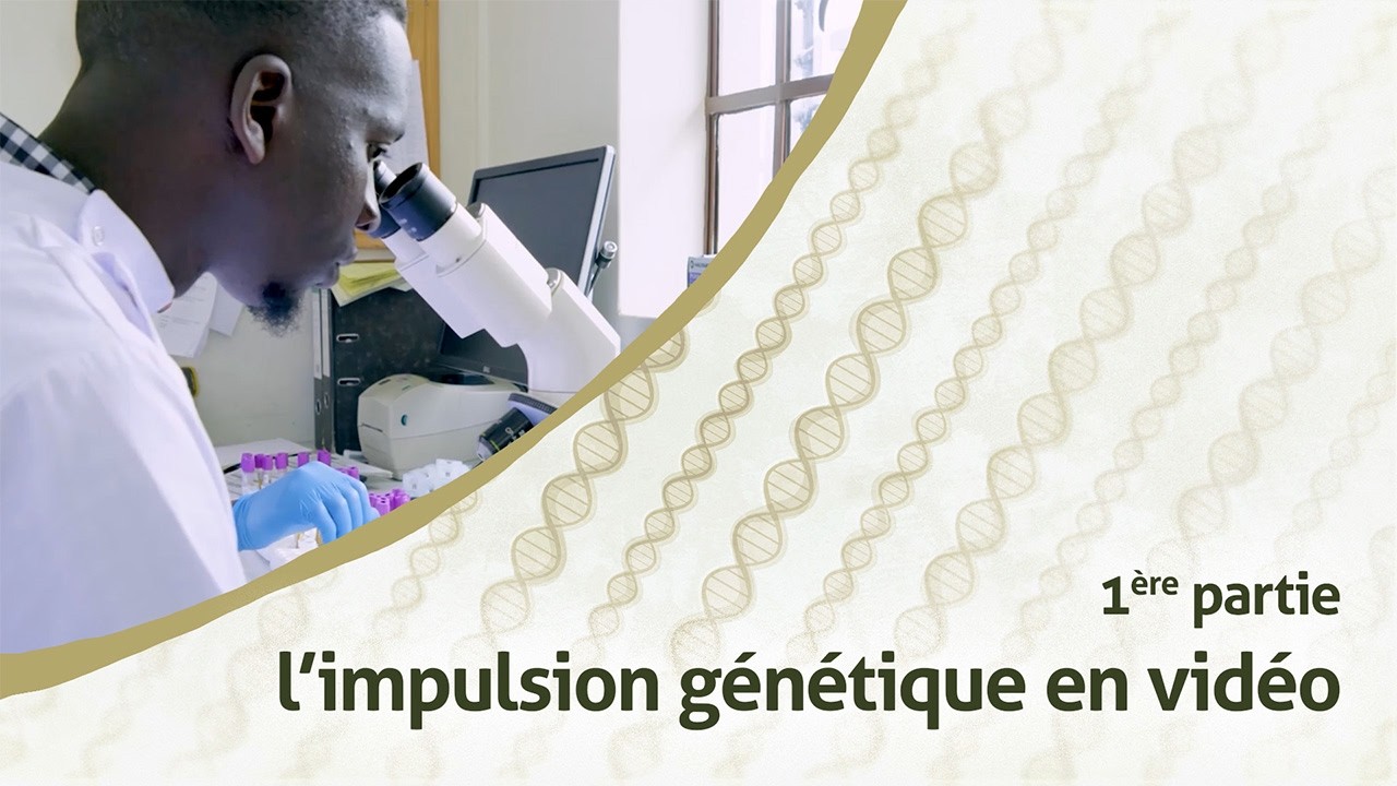 Pourquoi développons-nous des moustiques à impulsion génétique pour lutter contre le paludisme ?