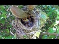 Bird hatching and brooding (HD)