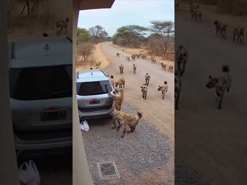 I Realized I Was the Focus! Hyenas Closed In!