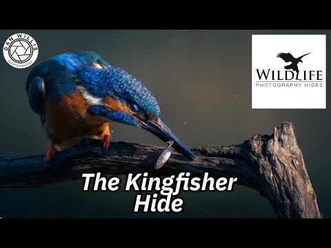 Wildlife Photography Hides UK - The Kingfisher Hide